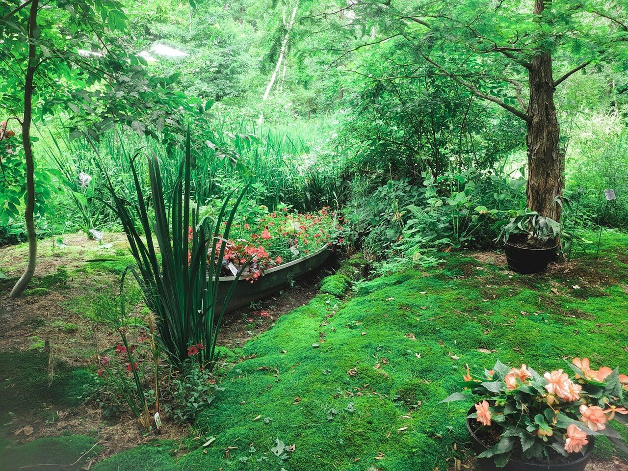 Lush established shade garden with moss, ferns and flowering plants