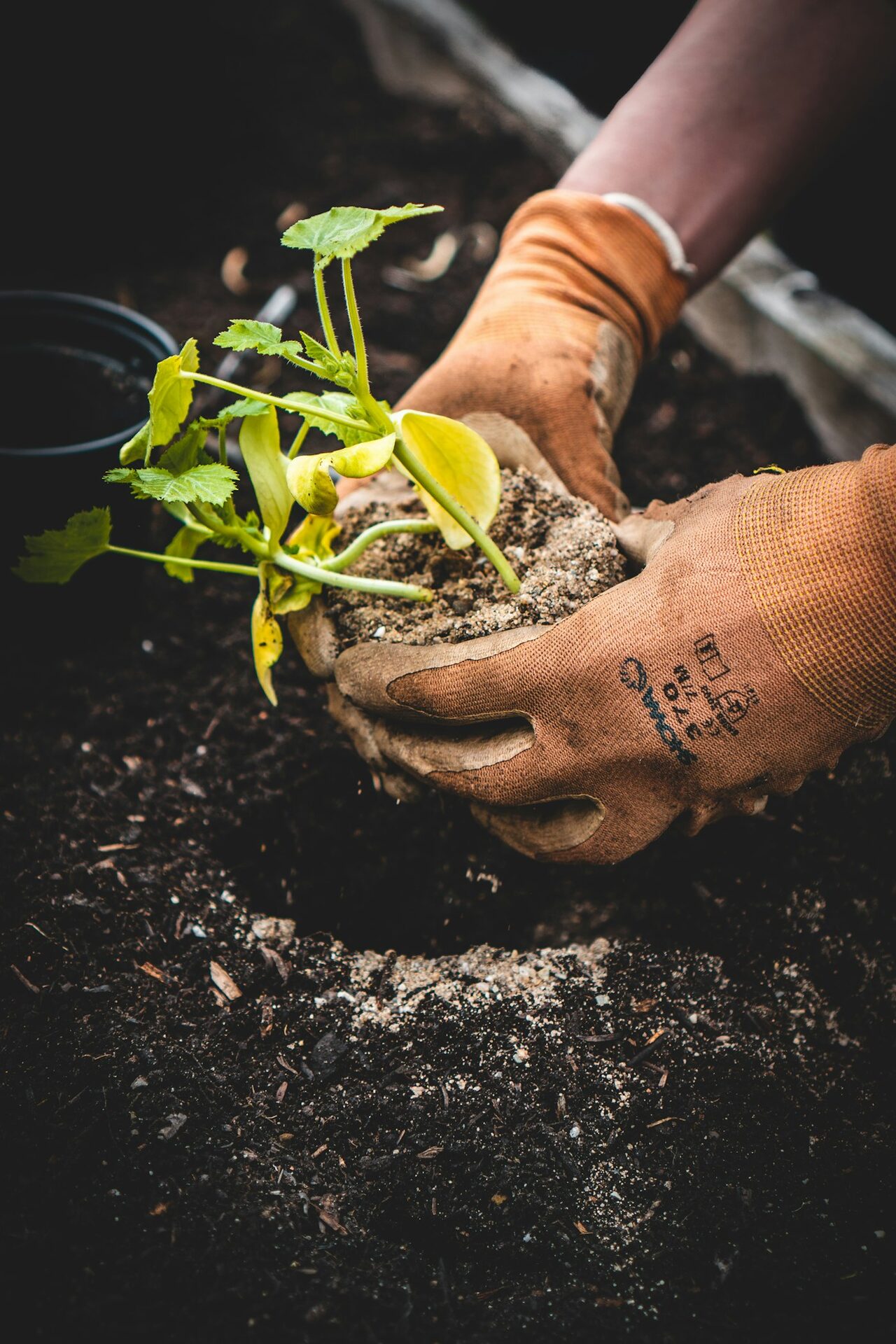Gloved hands holding a young seedling with soil, planting into a dark garden bed