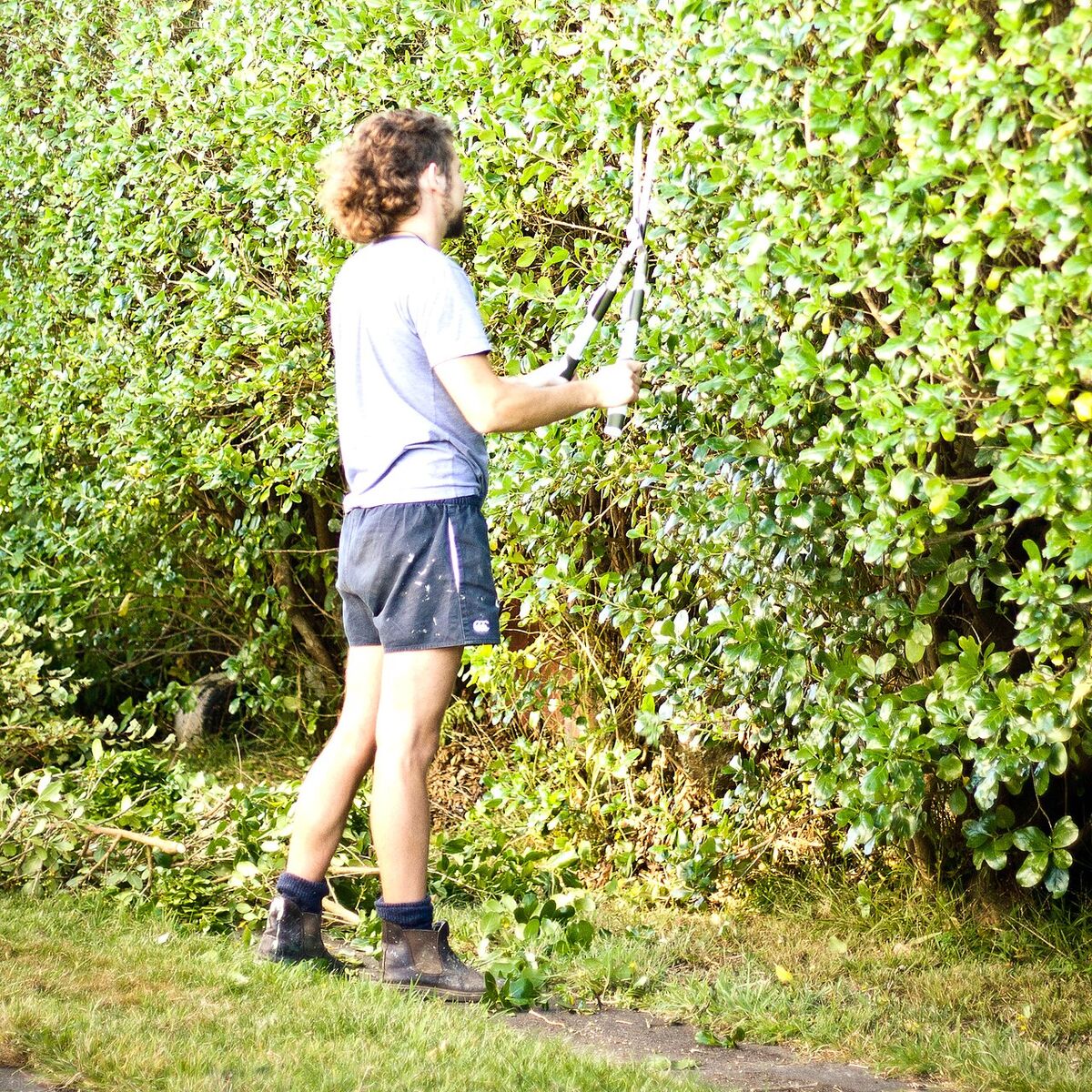 Man trimming a tall suburban hedge with long-handled shears, fresh clippings on the ground