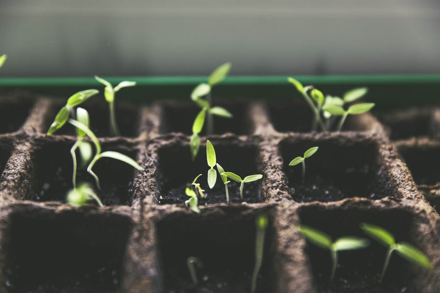 Tiny green seedlings sprouting in rows of a propagation tray