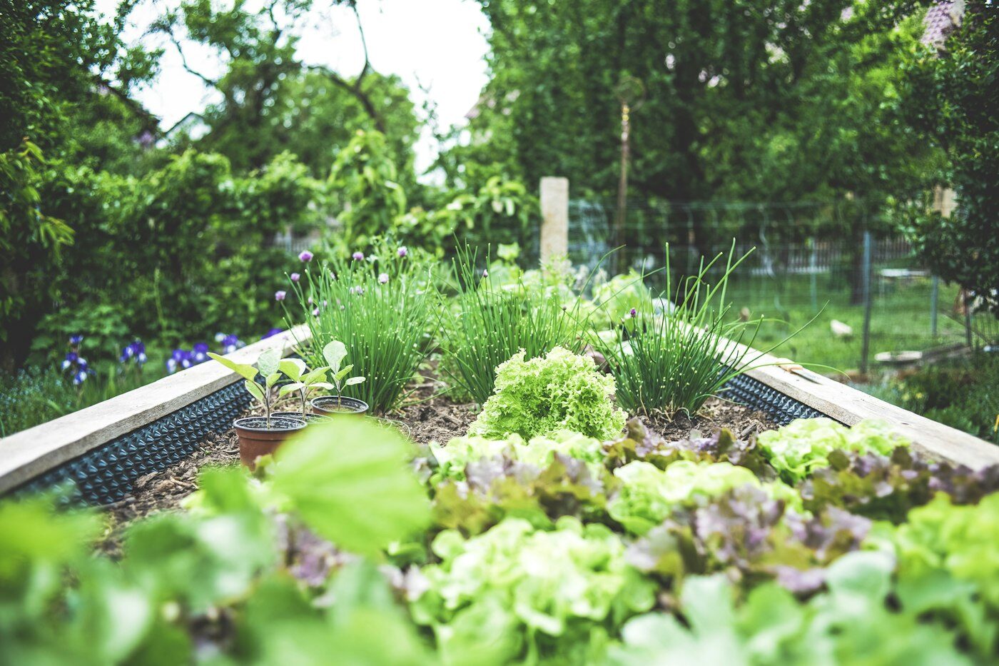 Raised garden bed thriving with lettuce, chives and young vegetable plants
