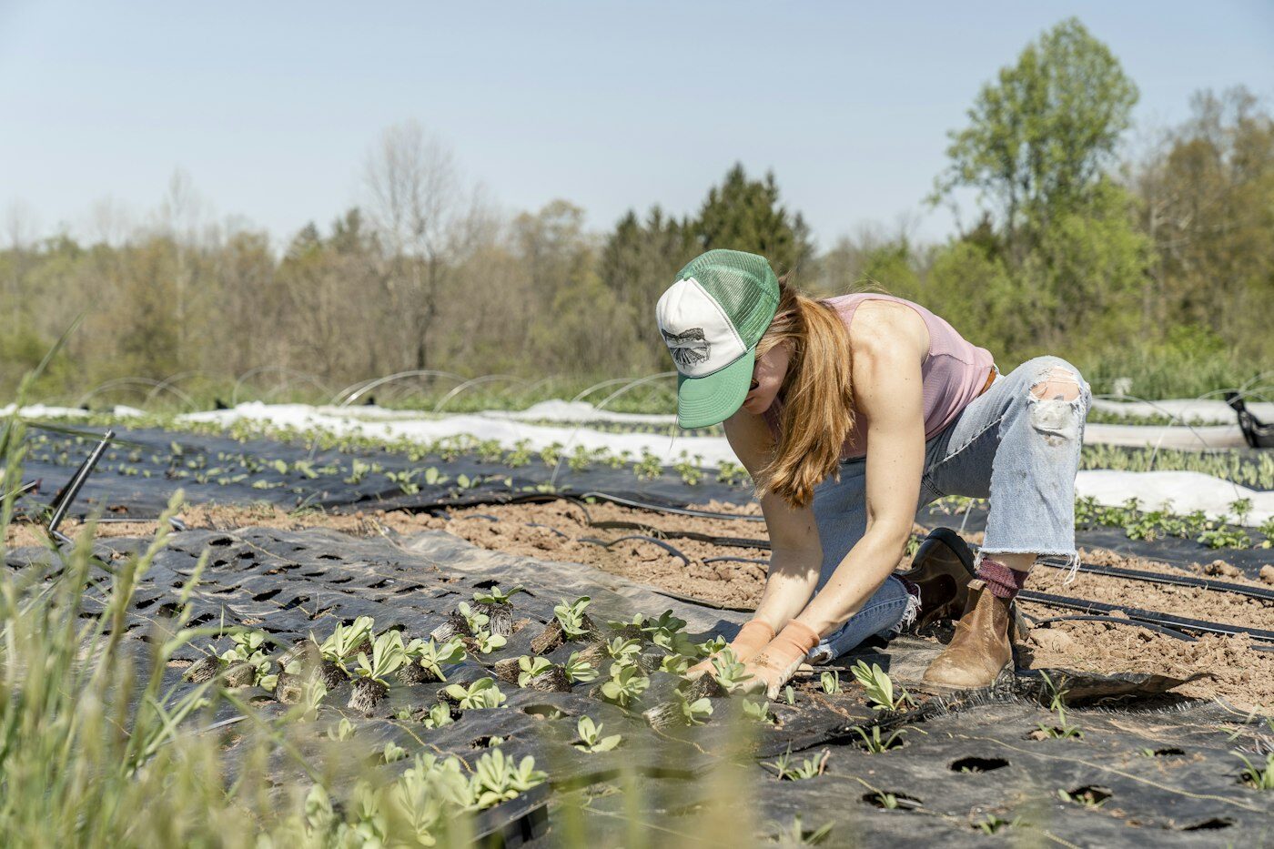 Gardener kneeling in a sunny garden bed, planting young seedlings into dark soil