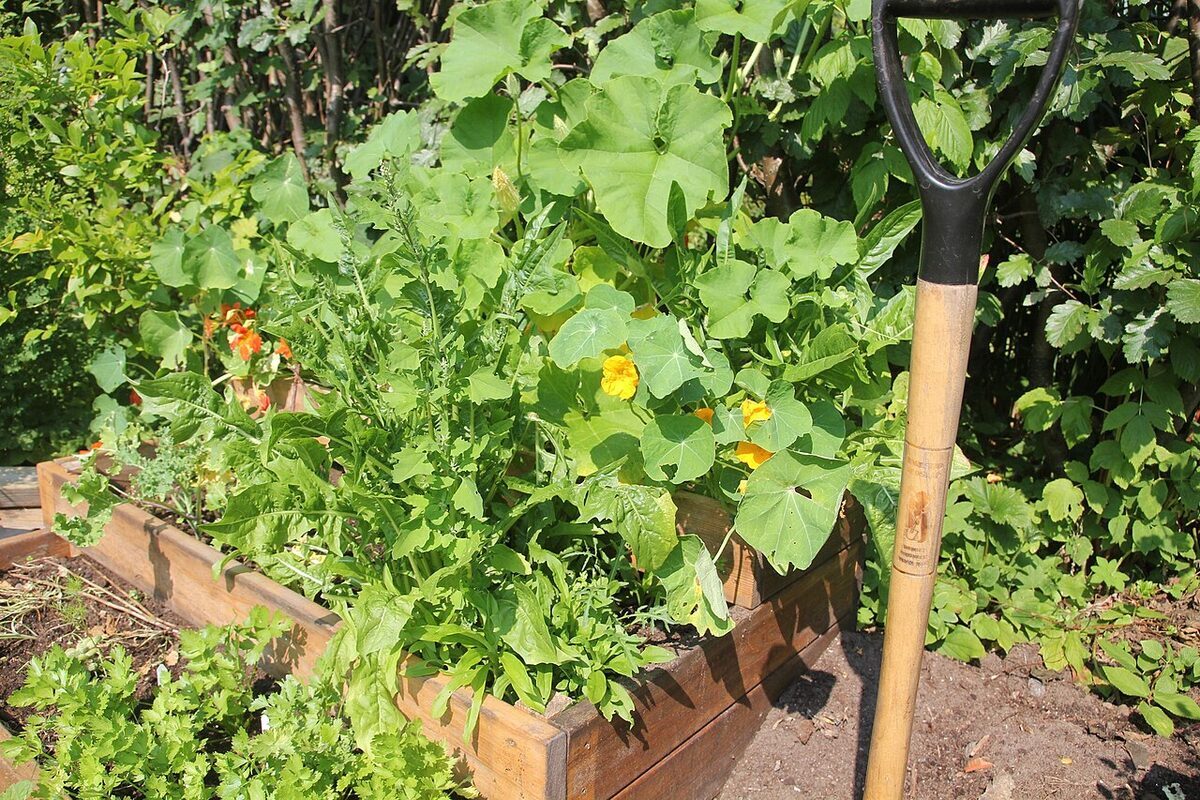 Timber raised garden bed lush with leafy vegetables and flowers, spade standing alongside