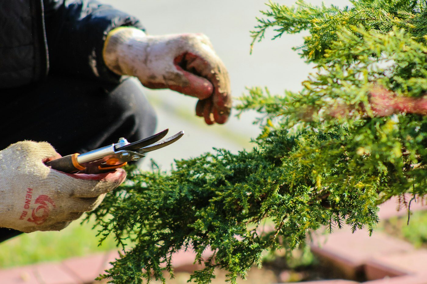 Gloved hands pruning a conifer shrub with orange-handled secateurs